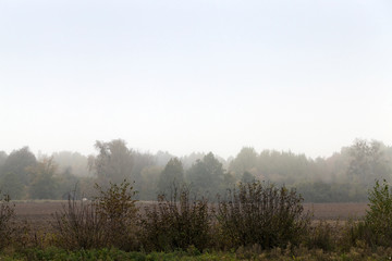 Obraz na płótnie Canvas autumn forest fog