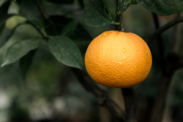 single orange on a tree