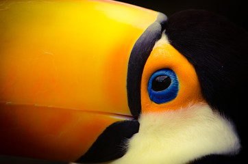 Toucan © abinavmanikantan
