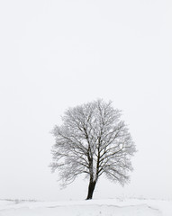 winter tree