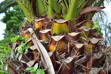 Crédence de cuisine en verre imprimé Palmier Thick palm tree trunk with excessive branches cut off.
