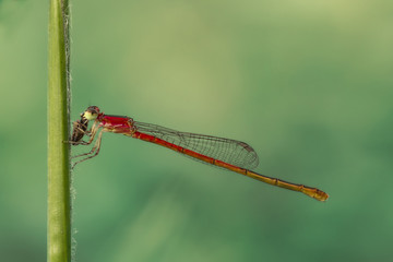 Red Dragonfly/damselfly/Zygoptera eats prey on green grass stem