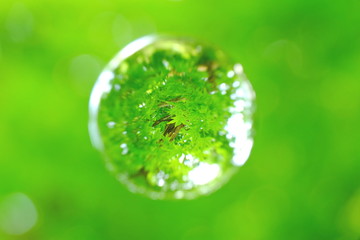 新緑を閉じ込めて