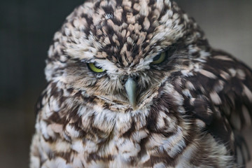 Close up head shot of a angry looking little owl