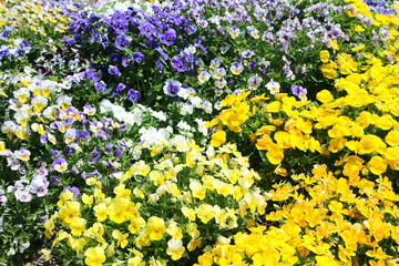 カラフルなビオラ