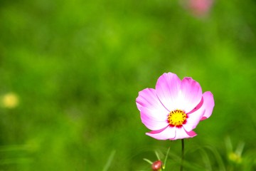 コスモス
