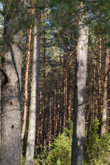 trunk pine