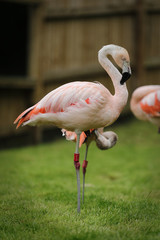 Flamingo