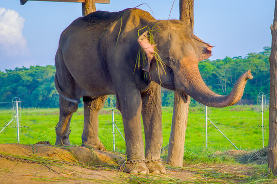 Chained elephant under a tructure at outdoors, in Chitwan National Park, Nepal, cruelty concept