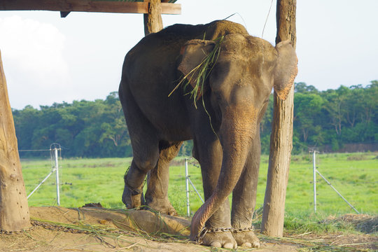Beautiful elephant chained in a wooden pillar under a tructure at outdoors, in Chitwan National Park, Nepal, cruelty concept