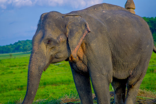 Close up of beautiful sad elephant chained in a wooden pillar at outdoors, in Chitwan National Park, Nepal, sad paquiderm in a nature background, animal cruelty concept