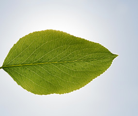 Fototapeta premium Spring orchard leaf pear
