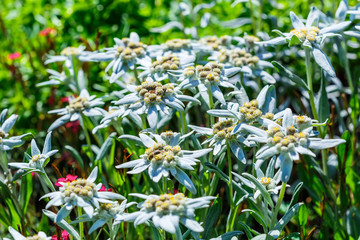 Edelweiss Alpine or Leontopodium ( lat. Leontopodium )