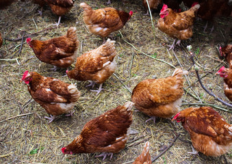The motley brown hens walk around the yard in the village and peck the grain.