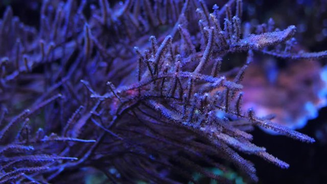 Denises pygmy seahorse looking around, Hippocampus denise. Beautiful ocean corals. Slow motion.