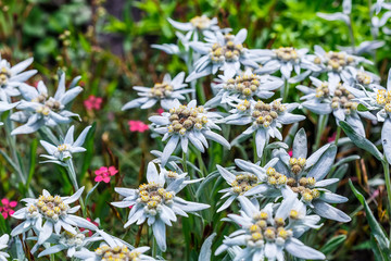 Edelweiss Alpine or Leontopodium ( lat. Leontopodium )