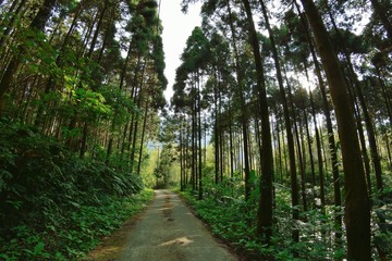 Tree in a forest, Forest in the Hsinchu,Taiwan