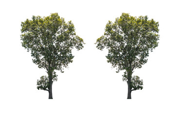 Obraz premium isolated green tree