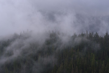 Pine, low cloud, North cascades National Park