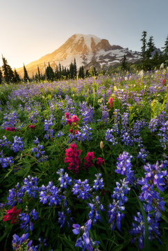 Wildflower in Mount Rainier National Park, Washington