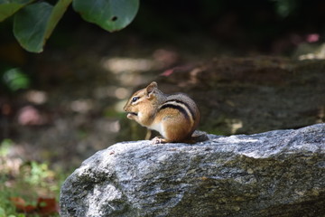 Sitting on a rock
