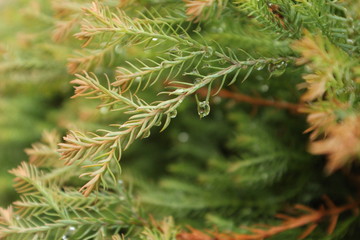 dew on a fern