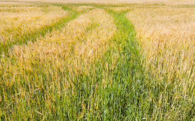 green and yellow barley