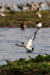 Bar-tailed Godwit, Limosa lapponica