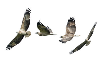 White-bellied Sea-eagle flying isolated on white background