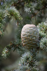 Fototapeta na wymiar pinecone hanging from a tree
