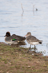 Bar-tailed Godwit, Limosa lapponica