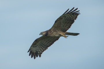 Obraz premium Oriental Honey-Bazzard flying on blue sky