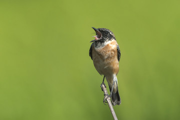 Stejneger's Stonechat on green background