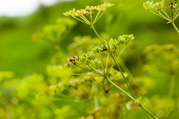 Bright dill flower