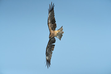Black kite flying