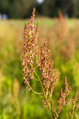 Dry grass flower