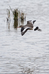 Bar-tailed Godwit, Limosa lapponica