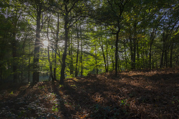 Herbstwald