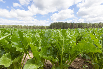 sugar beet