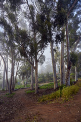 San Diego's famous Balboa park and its beautiful vegetation during the morning haze; the daily marine layer coming in from the Pacific Ocean settles over trees and grass