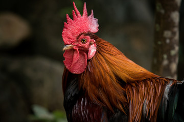 close up head of red jungle fowl against blur background