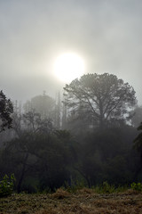 San Diego's famous Balboa park and its beautiful vegetation during the morning haze; the daily marine layer coming in from the Pacific Ocean settles over trees and grass