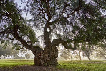 San Diego's famous Balboa park and its beautiful vegetation during the morning haze; the daily marine layer coming in from the Pacific Ocean settles over trees and grass