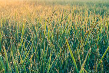 Morning sunshine in lush green fields.