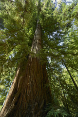 the majestic trees of the Sequoia forest near Santa Cruz, California; the sheer size of these Sequoia trees is humbling and awe-inspiring