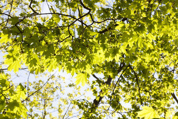 spring maple