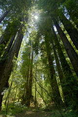 the majestic trees of the Sequoia forest near Santa Cruz, California; the sheer size of these Sequoia trees is humbling and awe-inspiring