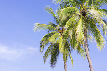 Coconut palm tree on sky background, Low Angle View.