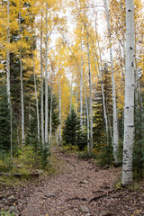 Autumn on Purgatory Creek trail near Durango, Colorado