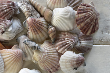 Seashells Close Up